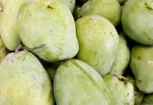 Mengenal Buah Mangga Indramayu yang Mempesona