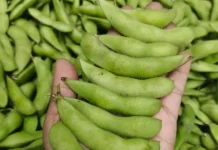 Beragam Cara Mengolah Edamame agar Tambah Nikmat