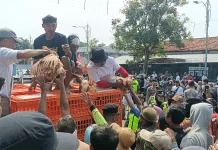 Harga Pakan Meroket, Ratusan Peternak Batang Bagikan Ayam Gratis ke Warga