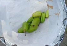 Belimbing Wuluh sebagai Bahan Masakan Tradisional Indonesia