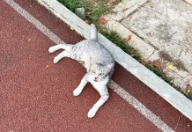 Kehadiran Kucing, Penenang Kecil untuk Redakan Stres Harian
