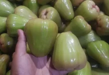 Mengenal Buah Jambu Cincalo Madu