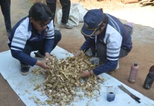 Mahasiswa Undip Latih Petani, Sulap Limbah Jagung Jadi Pakan Alternatif