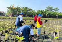 Edukasi dan Tanam Mangrove, Tim KKN Undip Ajak Warga Denasri Kulon Lindungi Pesisir