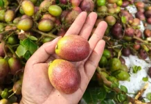Tips Menyimpan Buah Matoa agar Tahan Lebih Lama