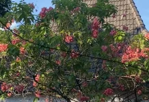 Warna Hijau Hadirkan Rasa Tenang di tengah Aktivitas