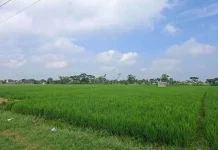 Irigasi Terjaga, Lahan Pertanian Selamat