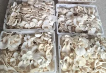 Tips Membersihkan Jamur Tiram sebelum Dimasak