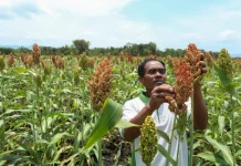 Miliki Beragam Keunggulan, Sorgum Berpotensi Perkuat Ketahanan Pangan di Jateng