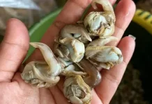 Tips Memasak Kerang Kupas agar Tetap Gurih Bernutrisi