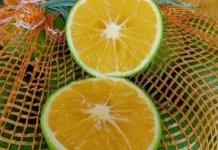 Kesalahan yang Membuat Jeruk Baby Madu Cepat Busuk
