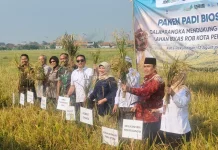 Eks Rob Disulap Jadi Sawah Produktif, BI Tegal Dorong Pekalongan Mandiri Benih Padi
