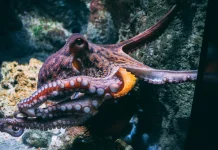 Uniknya Hewan Laut Gurita, Hewan dengan Tiga Jantung