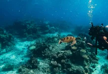 Great Barrier Reef, Terumbu Karang Raksasa dari Australia