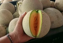 Mengenal Melon Sakata Hidroponik