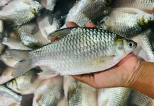 Tips Memilih Ikan Tawes Segar Berkualitas