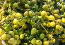 Mengenal Buah Matoa Gading