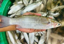 Tips Memilih Ikan Belanak Segar di Pasar