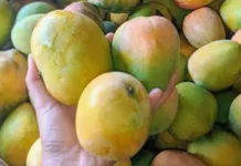 Tips Memilih Mangga Kopyor Berkualitas