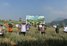 Panen Bawang Putih Tawangmangu Hasilkan 1,25 Ton , Potensinya Terus Dikembangkan
