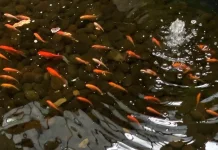Mengapa Ikan Sering Berenang Secara Berkelompok?
