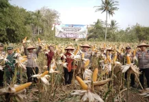 Dukung Ketahanan Pangan, Polres Purworejo Panen Raya Jagung