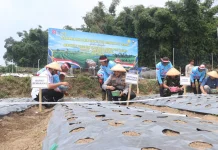 Dukung Ketahanan Pangan, Polres Semarang Tanam 7 Kuintal Bawang Putih di Getasan