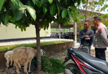 Curi Kambing di 11 Lokasi, Suami Istri di Magelang Ditahan Polisi