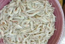 Tips Membersihkan Udang sebelum Dimasak
