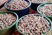 Tips Membersihkan Telur Puyuh sebelum Dimasak