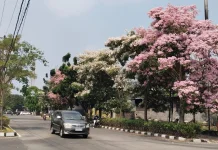 Bunga Tabebuya yang Bermekaran Percantik Jalan Madukoro