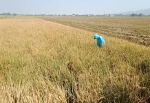 Kekeringan Ancam Ribuan Hektare Padi Milik Petani Pati