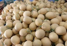 Tips Memilih Buah Melon Inthanon Hidroponik Berkualitas