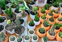 Mengenal Sukulen dan Cara Perawatannya
