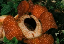 Rafflesia Arnoldii, Bunga Raksasa dengan Aroma yang Menyengat
