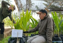 Jamin Kualitas Tanaman Petani, Nurseri Kelapa Batang Perketat Sertifikasi Bibit