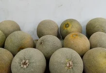Cara Jitu Pilih Melon Manis lewat Garis Kulitnya