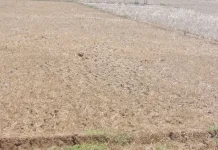 Krisis Air, 4.619 Hektare Sawah di Pati Terancam Gagal Panen