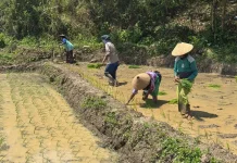 Undip Sulap Lahan Terlantar di Penggaron Jadi Sawah Modern Ramah Lingkungan