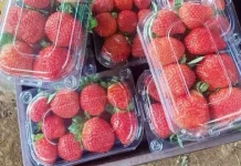 Tips Jualan Buah Strawberry Segar dalam Kemasan