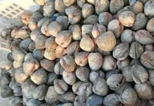 Cara Membersihkan Kerang Dara sebelum Dimasak