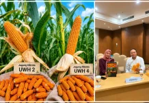 Unwahas Loloskan Varietas Jagung Hibrida, Potensi Hasil Tembus 13 Ton per Tahun