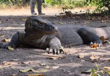 Petualangan di Pulau Komodo Nusa Tenggara Timur