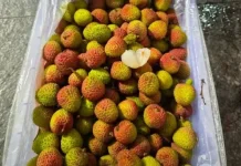 Tips Memilih Buah Leci Segar dan Berkualitas