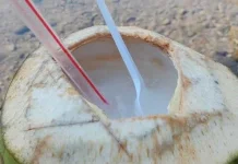 Segarnya Air Kelapa Muda Langsung Diminum dari Buahnya