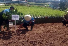 Cegah Karhutla, Polda Jateng dan Unnes Tanam 1.000 Pohon Kopi di Lereng Sumbing