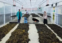 Undip Kembangkan Pengering Rumput Laut Berbasis Energi Hibrida