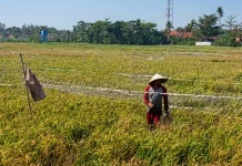 Nasib Petani Pantura, Padi Diserang Hama dan Terancam Gagal Panen