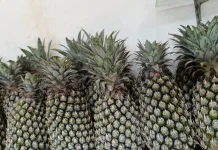 Diet Sehat Menyegarkan dengan Konsumsi Buah Nanas