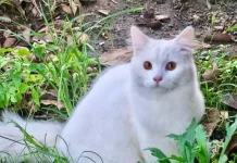 Kucing, Hewan Peliharaan yang Baik untuk Kesehatan Mental